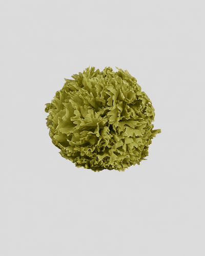 Garofano- 8 fiori | Matcha
