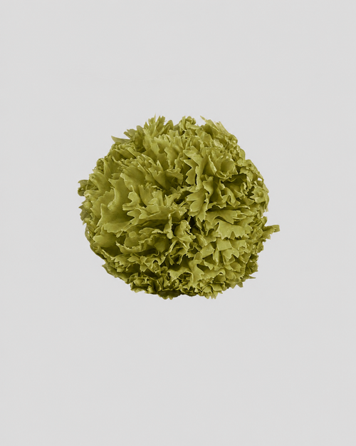 Carnation | box of 6