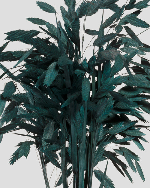 Chasmanthium | Dark Green