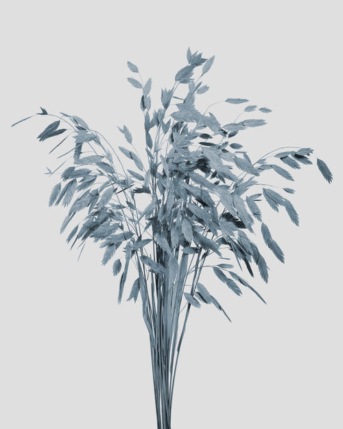 Chasmanthium | Blue-Gray