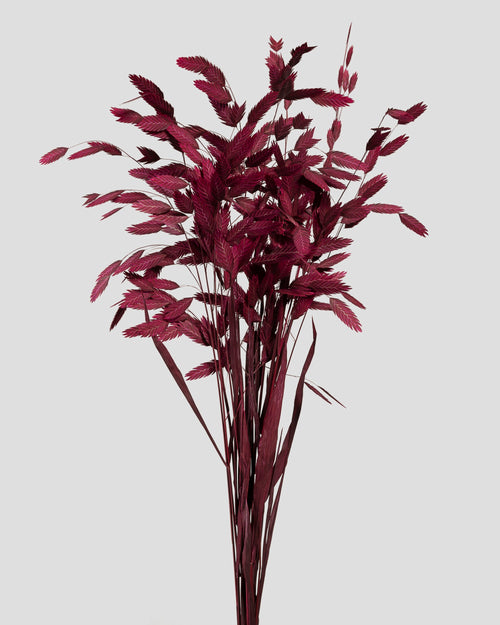 Chasmanthium | Burgundy