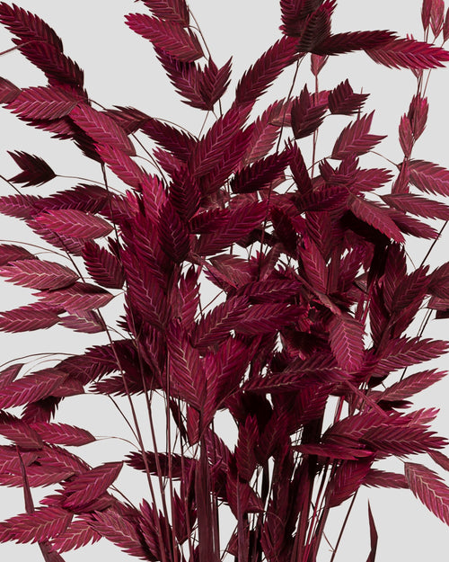 Chasmanthium | Burgundy