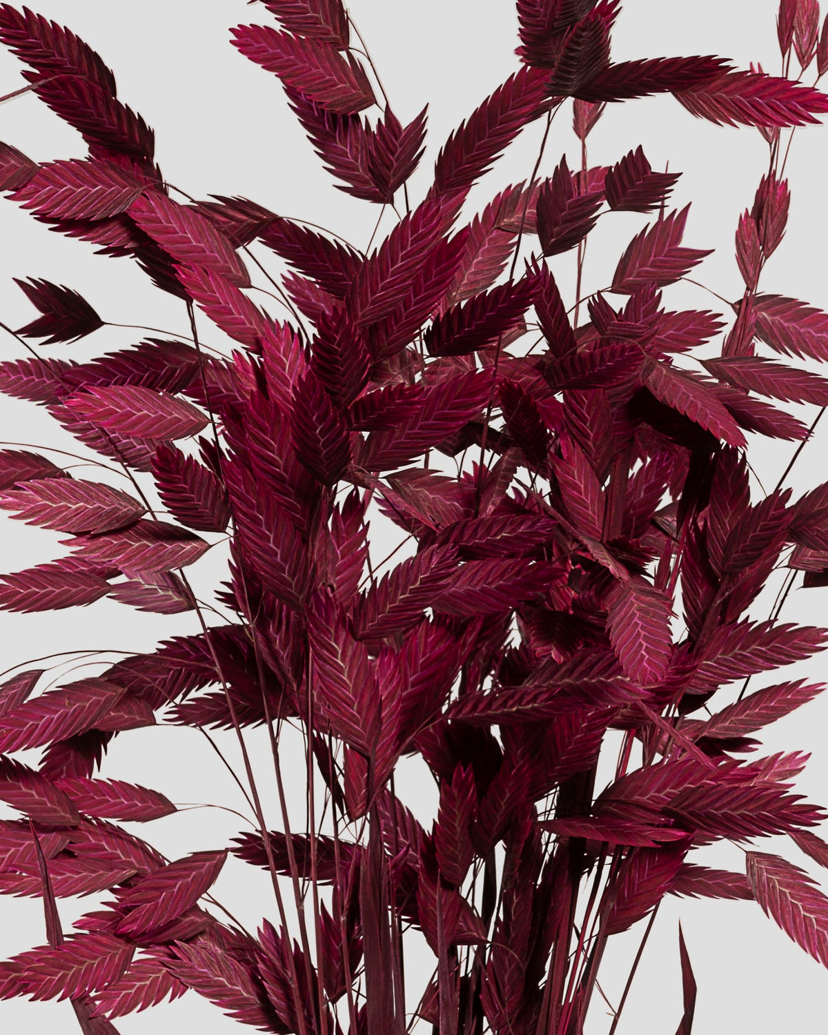 Chasmanthium | Burgundy