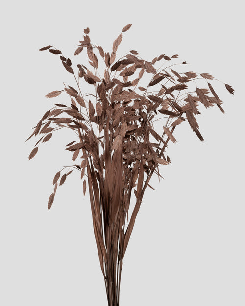 Chasmanthium | Coffee