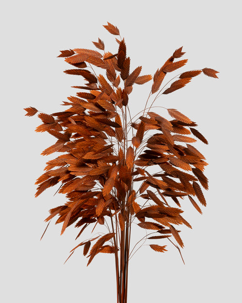 Chasmanthium | Orange