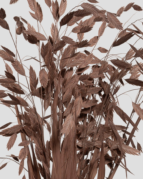 Chasmanthium | Coffee