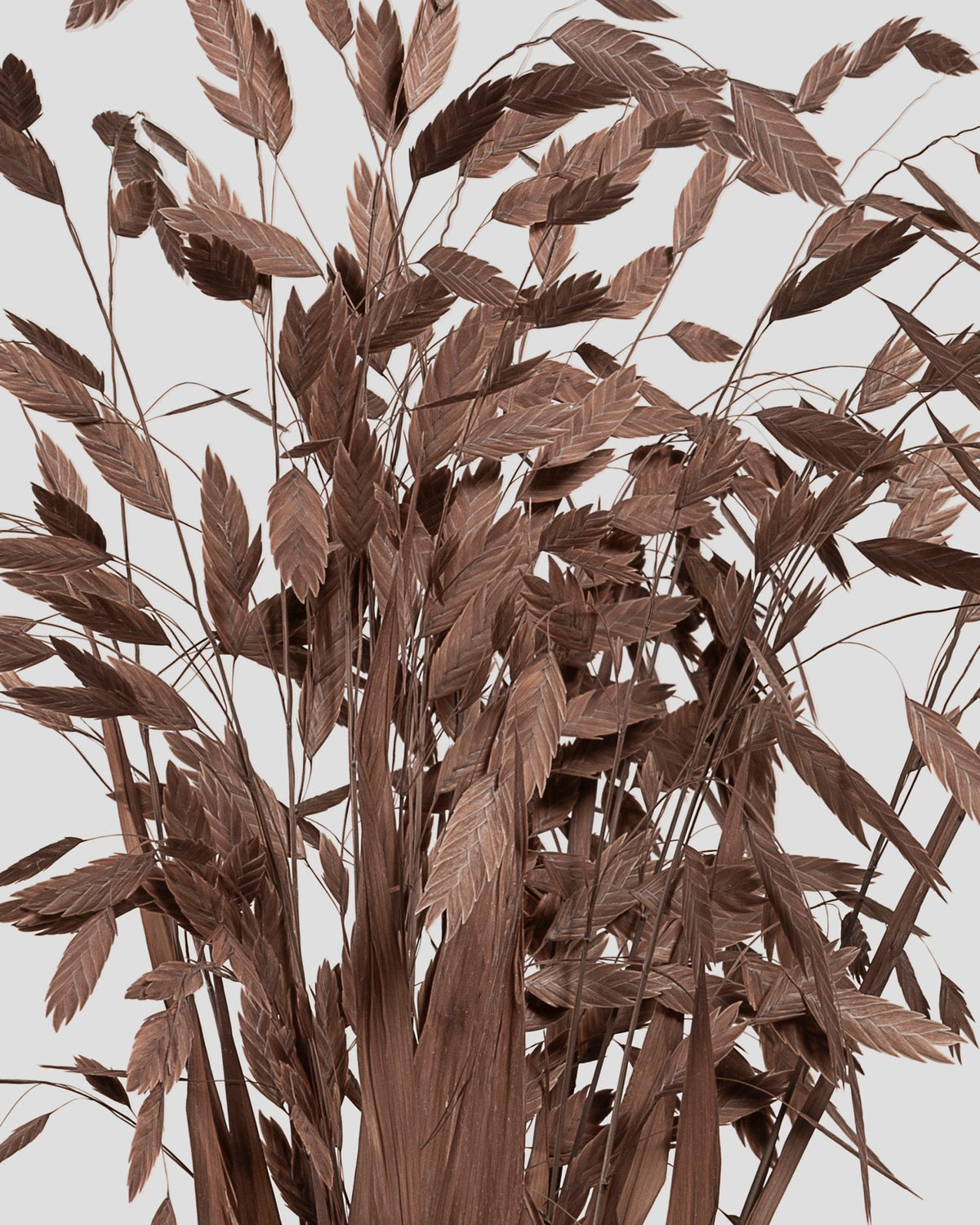 Chasmanthium | Coffee