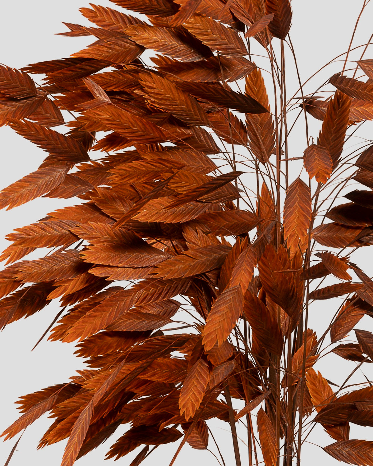 Chasmanthium | Orange