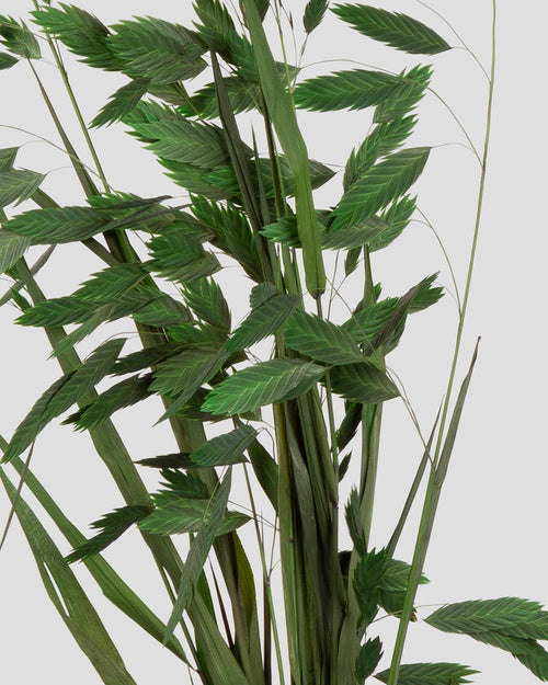 Chasmanthium | Green