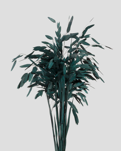 Chasmanthium | Dark Green