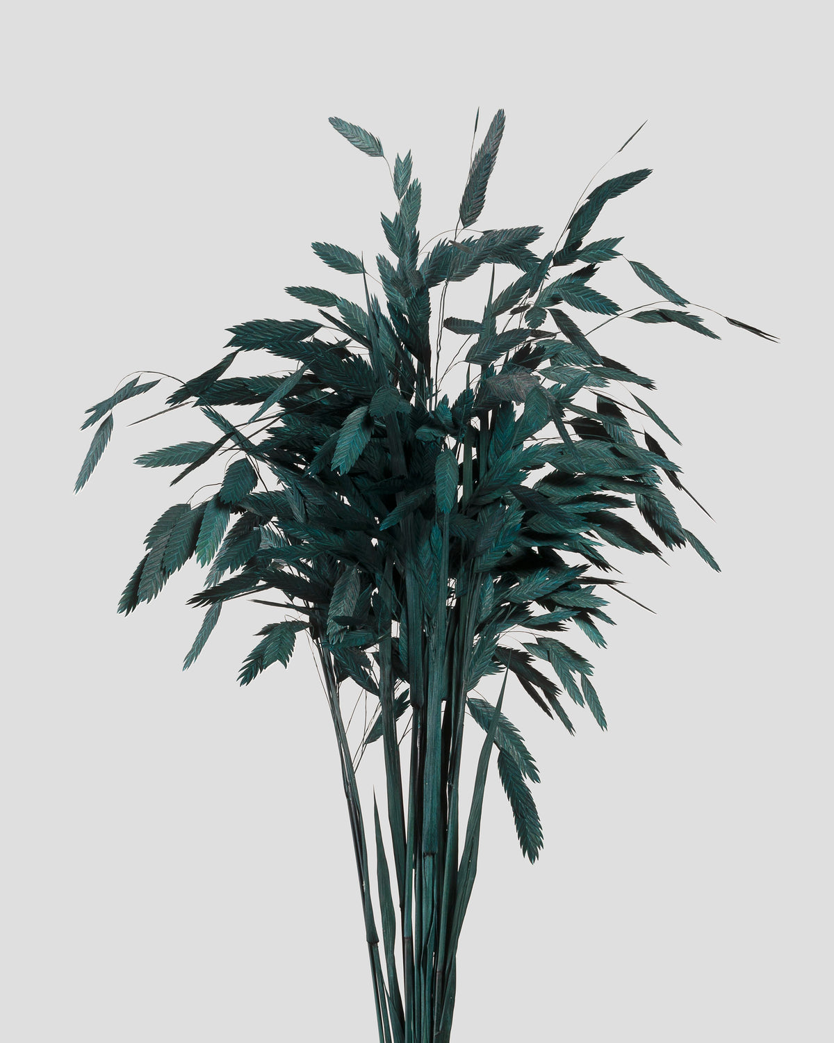 Chasmanthium | Dark Green