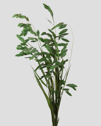 Chasmanthium | Green