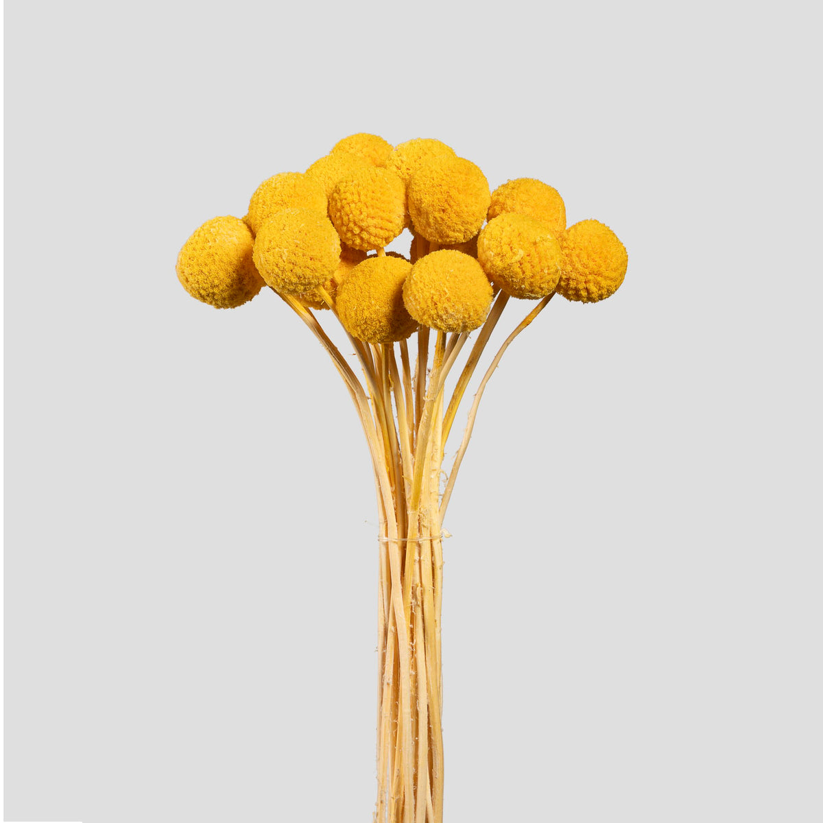 Craspedia | 20 steli - Yellow