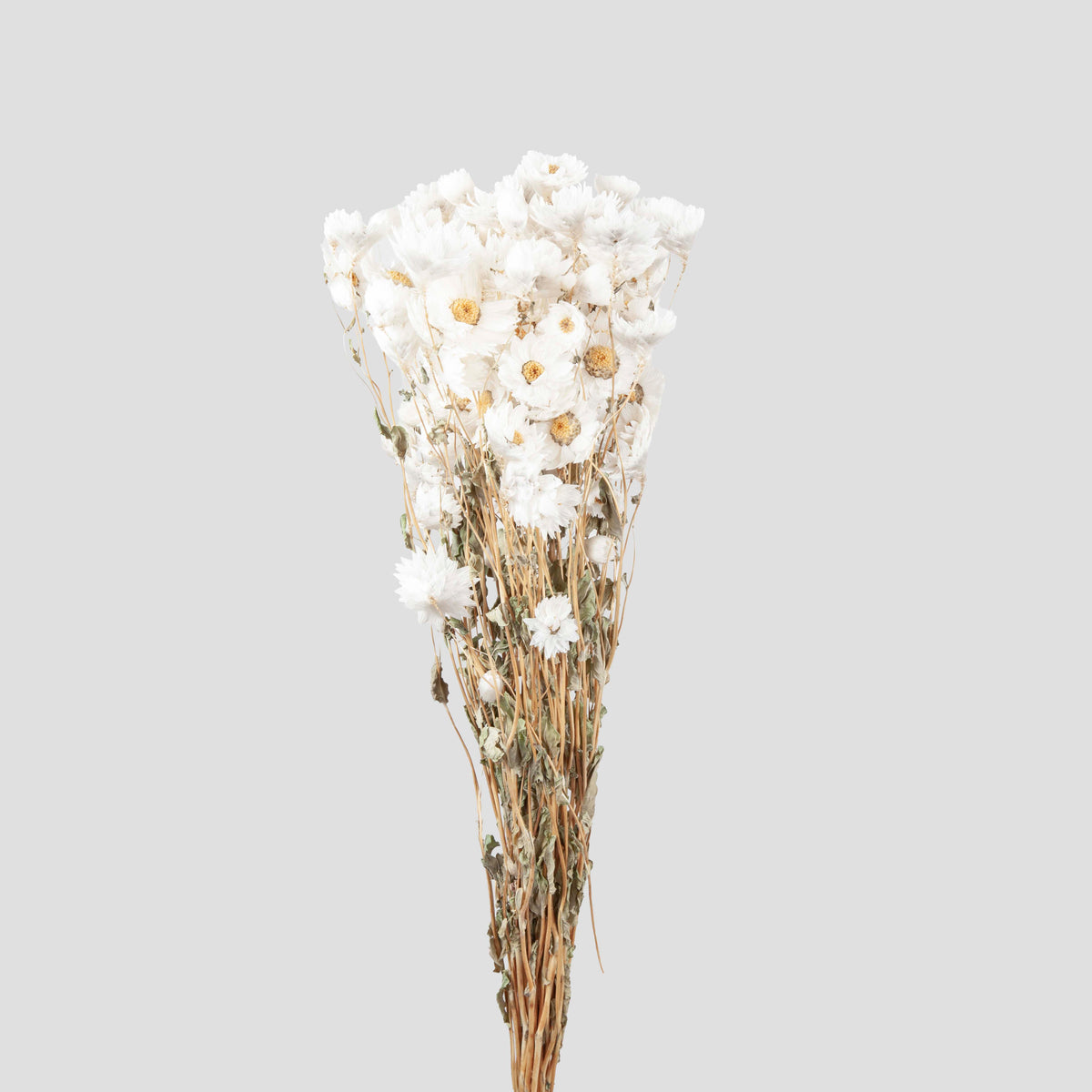 Margherita Daisy | White