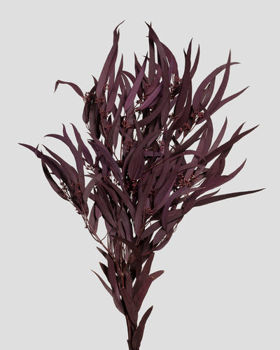 Eucalyptus Exotica | Burgundy