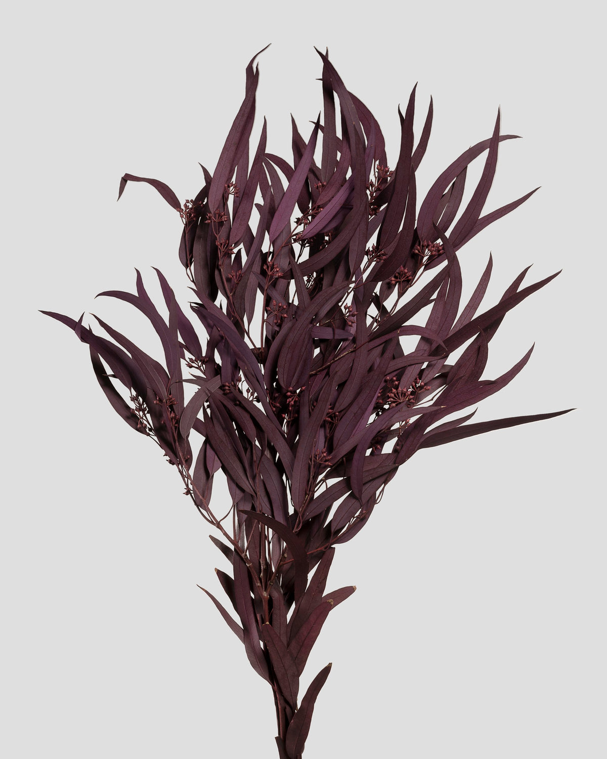 Eucalyptus Exotica | Burgundy