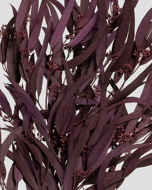 Eucalyptus Exotica | Burgundy