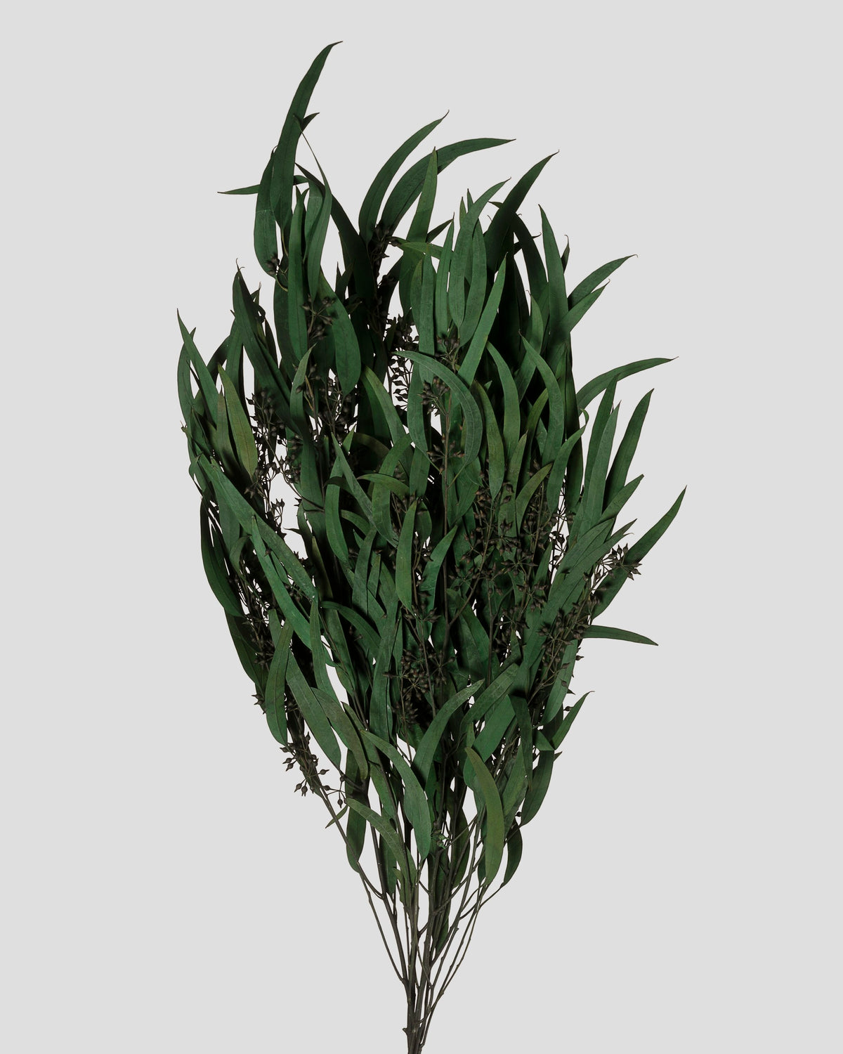 Eucalyptus Exotica | Green