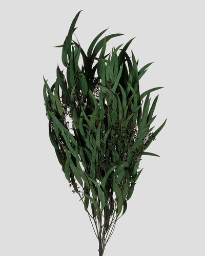 Eucalyptus Exotica | Green