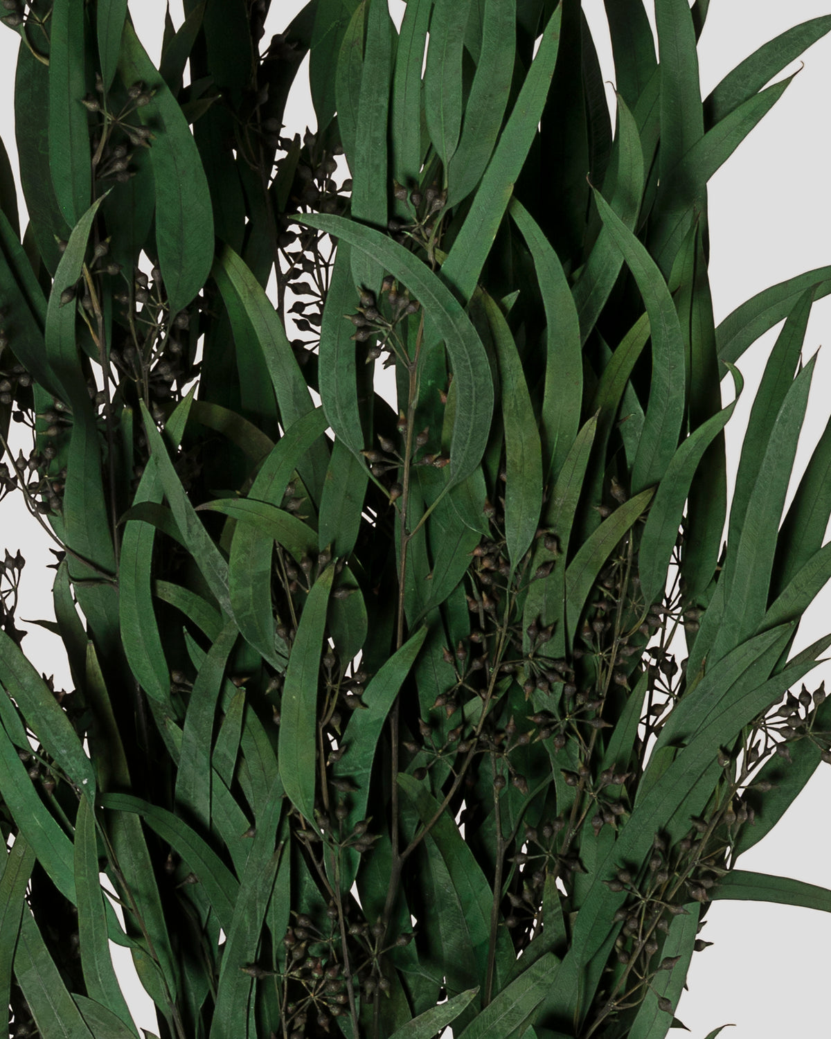 Eucalyptus Exotica | Green
