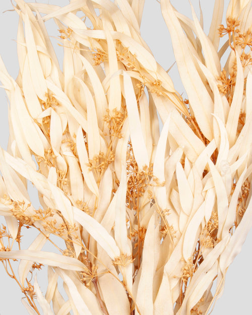 Eucalyptus Exotica | White
