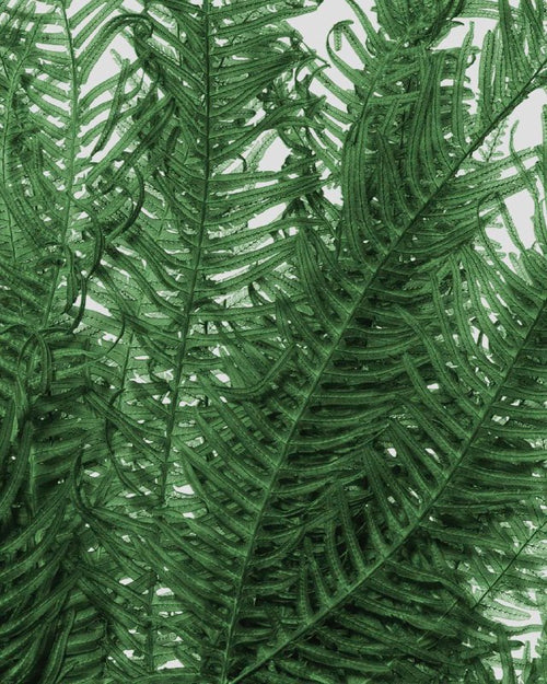Felce di Montagna | Forest Green