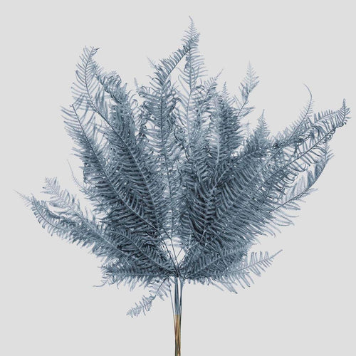 Felce di Montagna | Grey Blue