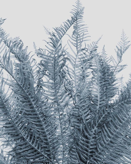 Felce di Montagna | Grey Blue