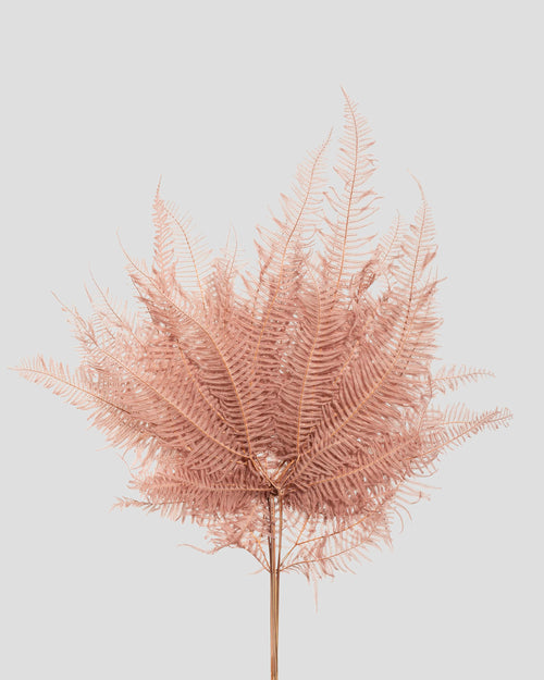 Mountain fern
