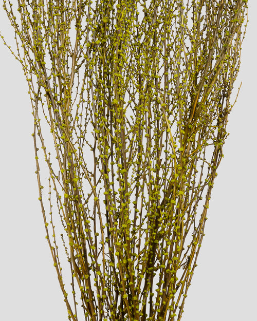 Fontanesia | Olive Green