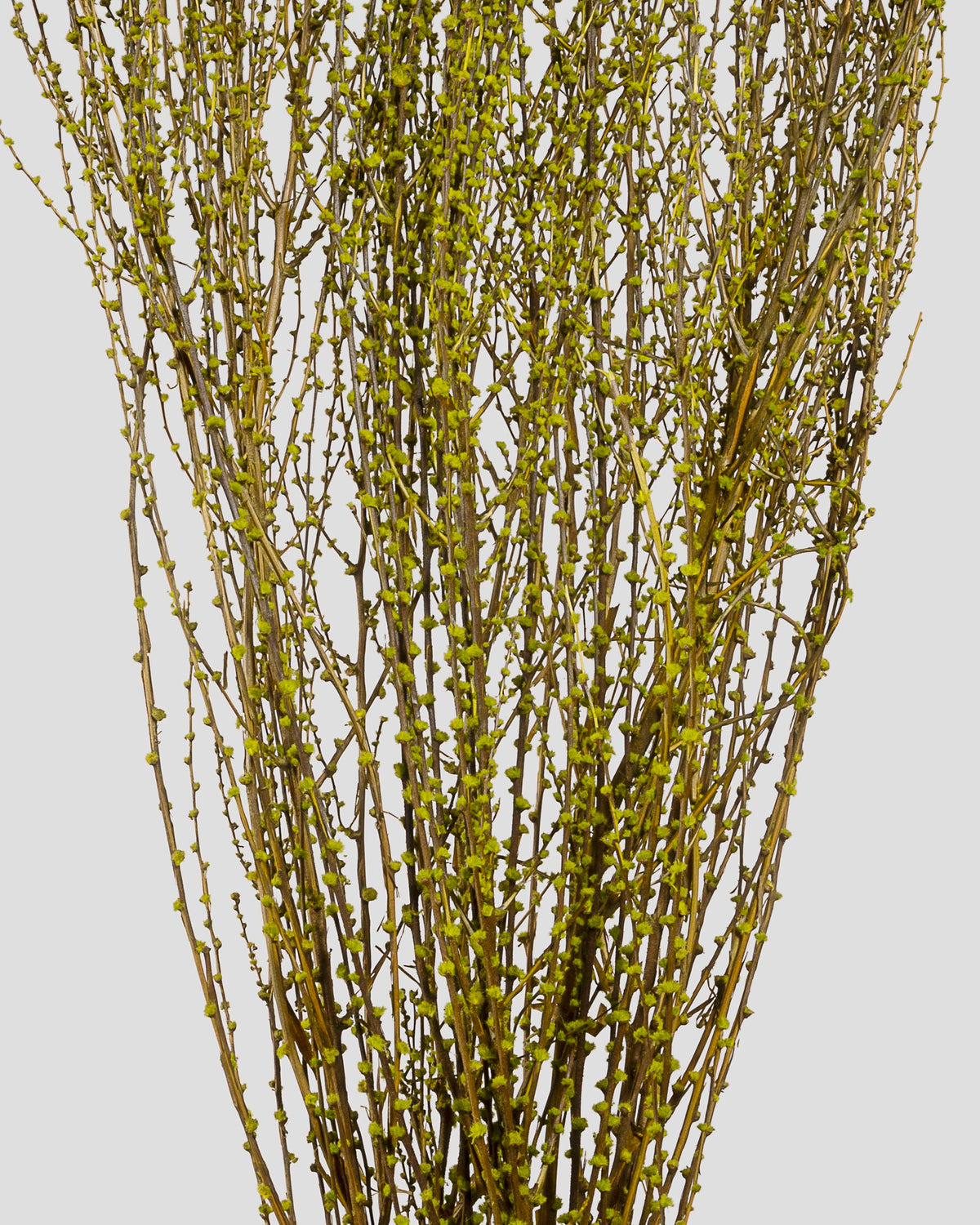 Fontanesia | Olive Green