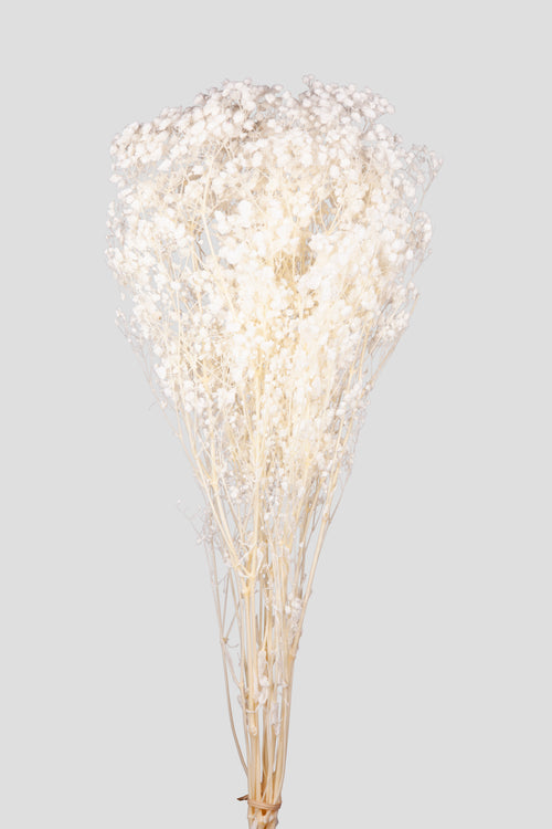 Gypsophila Total White
