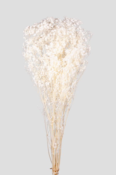 Gypsophila Total White