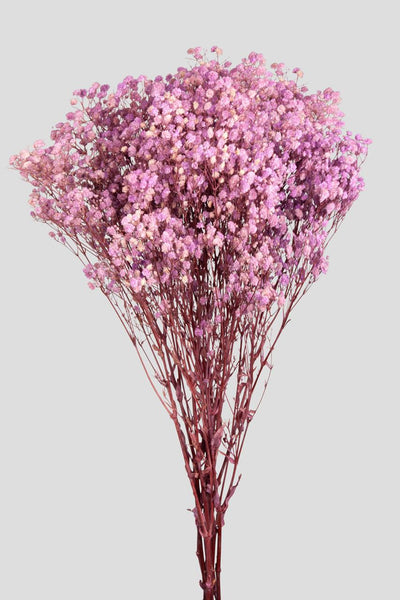 Gypsophila | Pink
