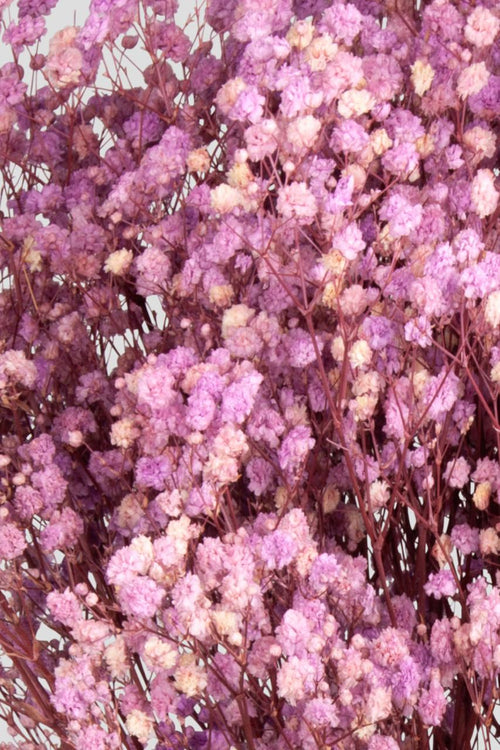 Gypsophila | Pink