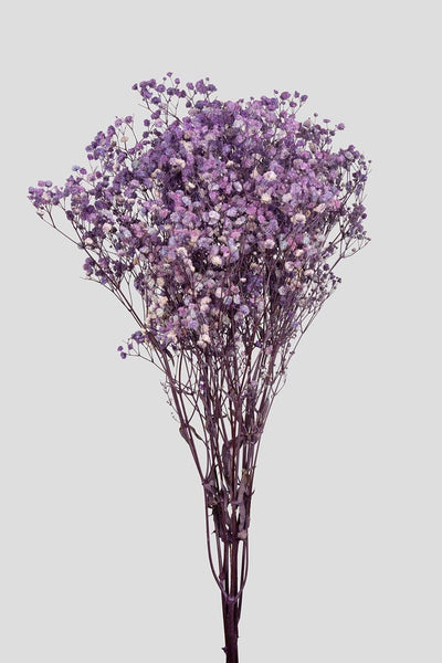 Gypsophila | Lilac