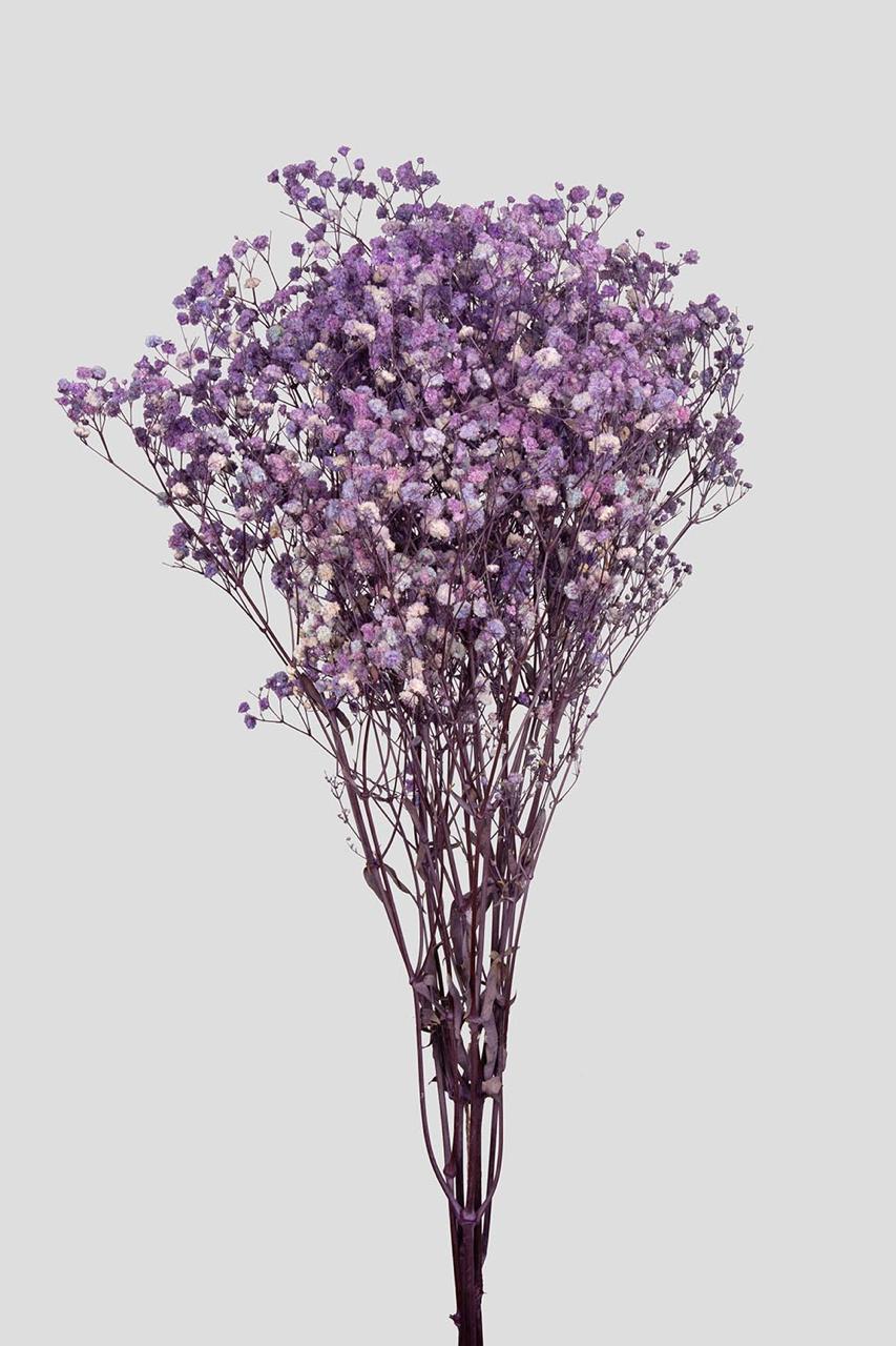 Gypsophila | Lilac