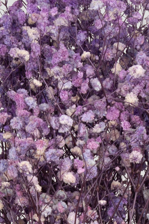 Gypsophila | Lilac