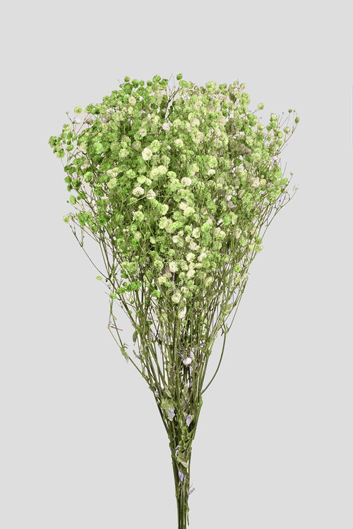Gypsophila | Green