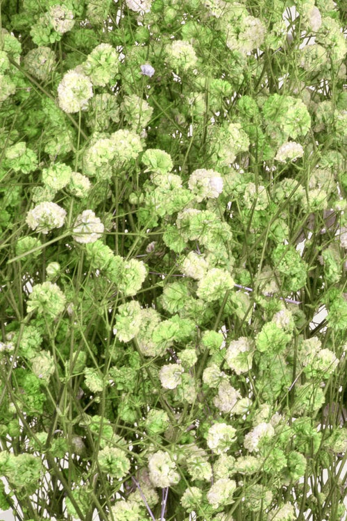 Gypsophila | Green