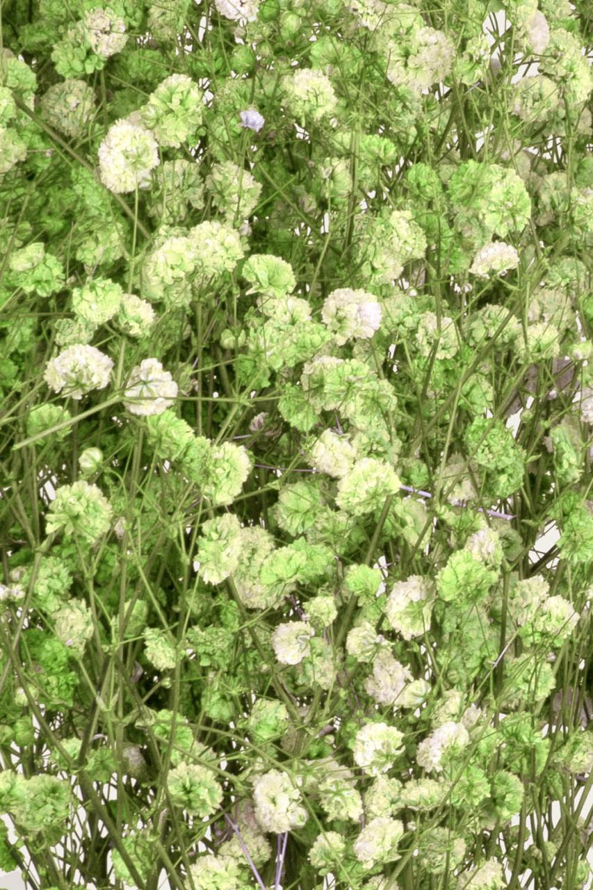 Gypsophila | Green