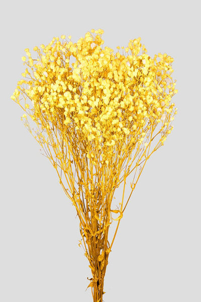Gypsophila | Yellow