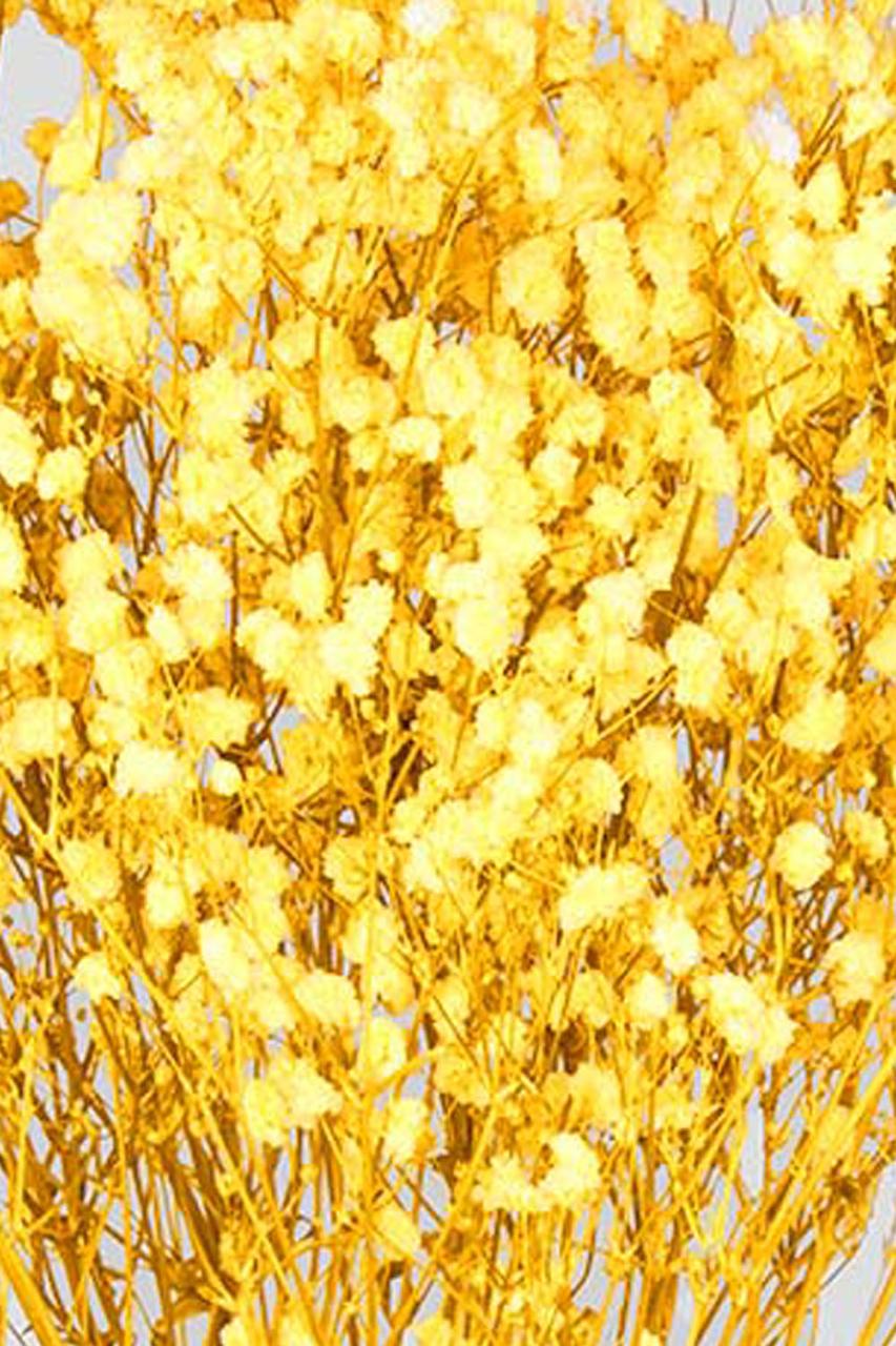 Gypsophila | Yellow