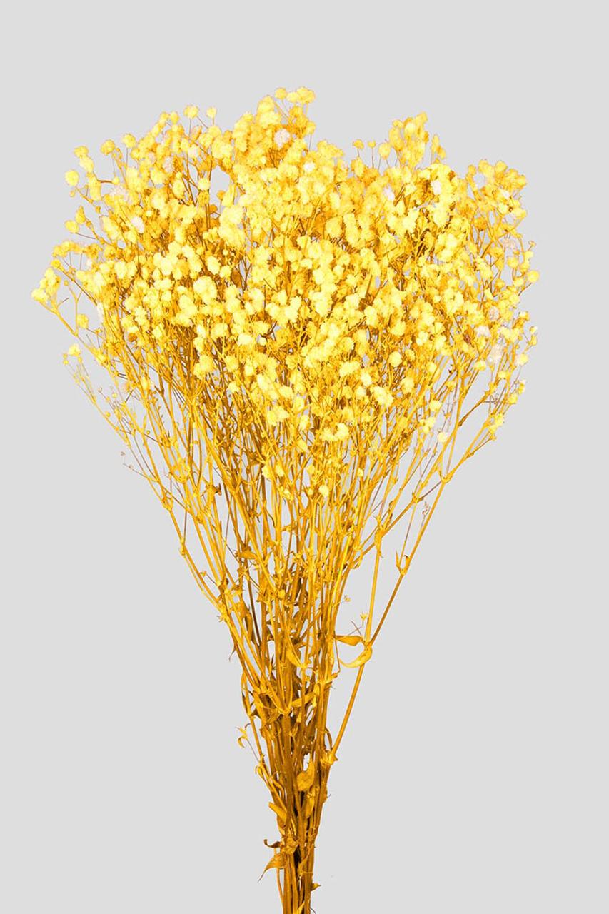Gypsophila | Yellow