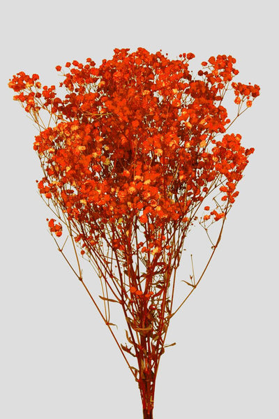 Gypsophila | Orange
