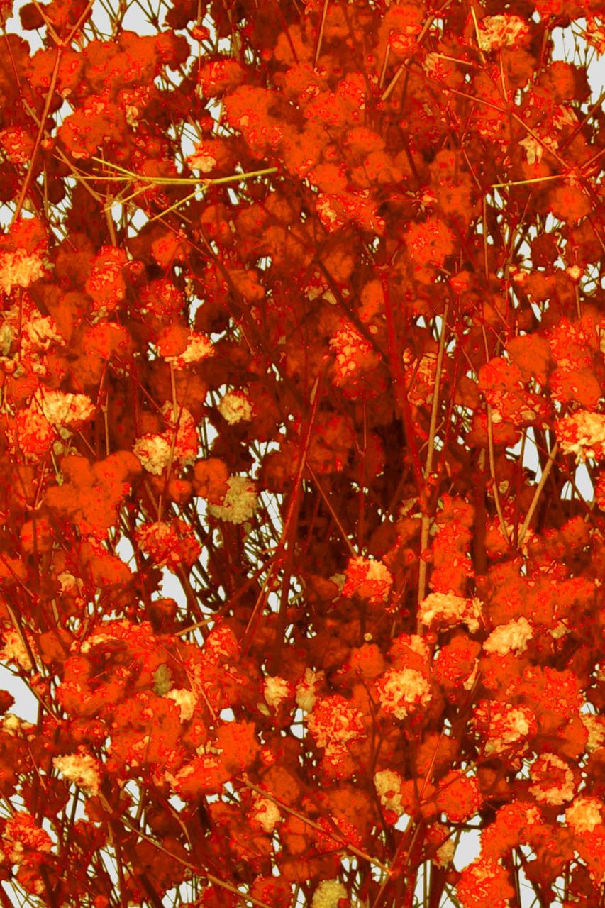 Gypsophila | Orange