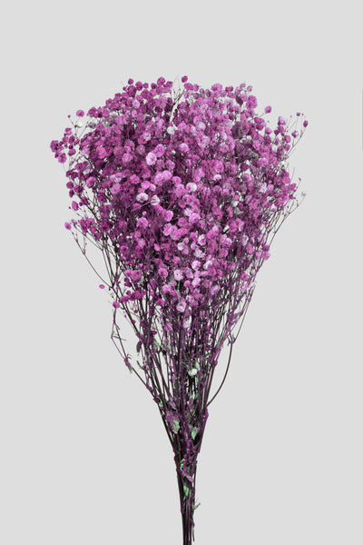Gypsophila | Purple