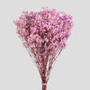 Gypsophila