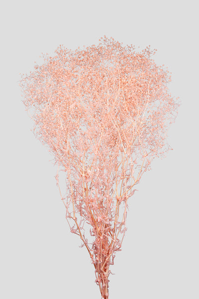 Mini-Gypsophila | Light Pink