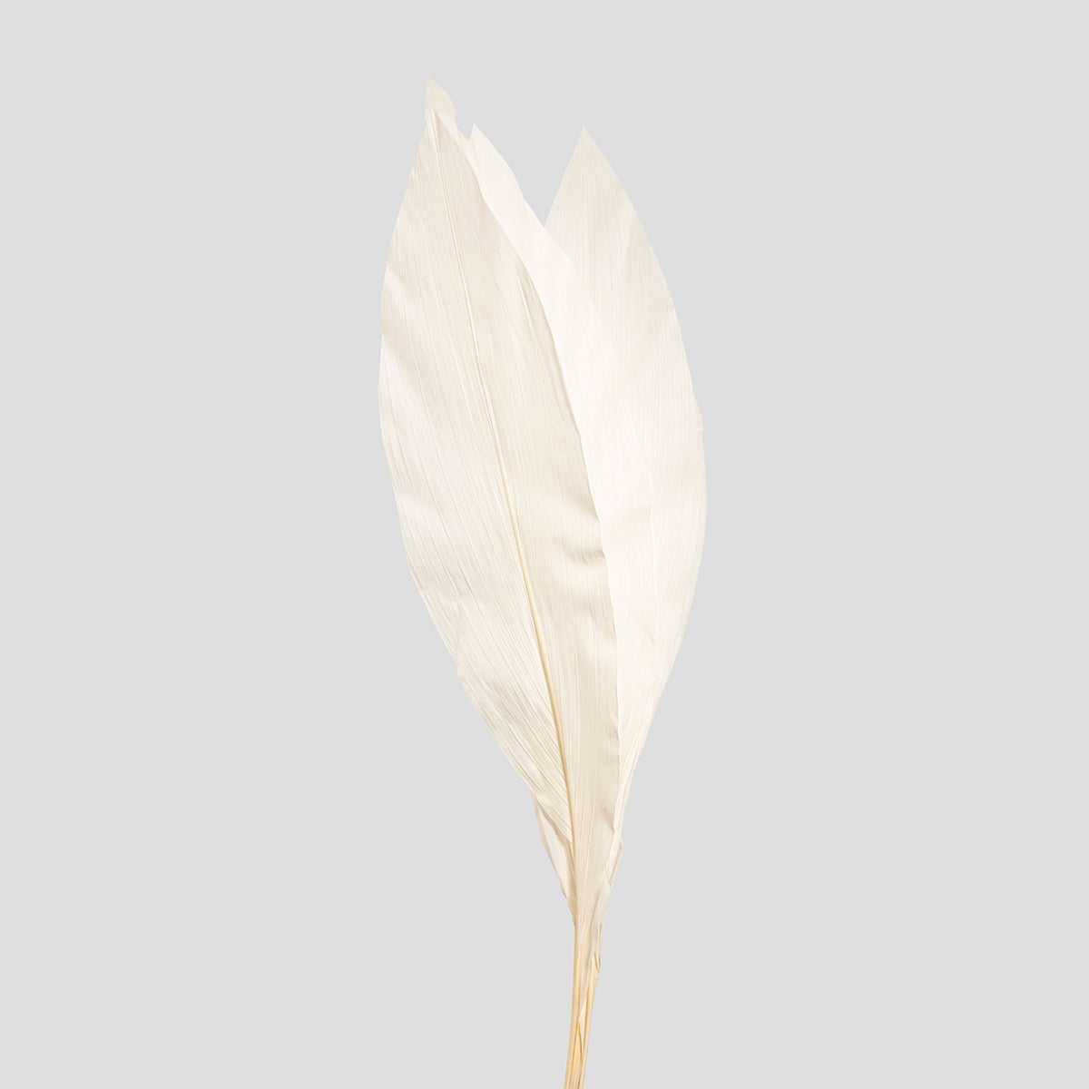 Iron Plant | 5 steli